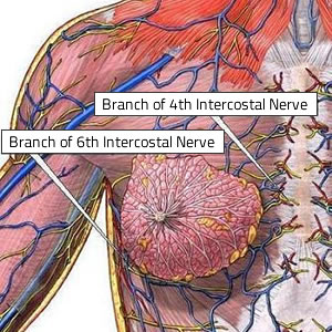 FTM Top Surgery - Breast Nerves and Sensation